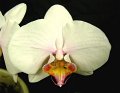 Phal. Great White Throne (Martha Dolge 'Newberry' x Corinth 'Angel Orchids') 'A.O.1'